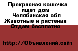 Прекрасная кошечка ищет дом - Челябинская обл. Животные и растения » Отдам бесплатно   